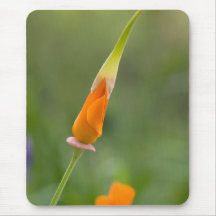 Orange Kalifornien-Mohnblumen-Knospe Mauspads