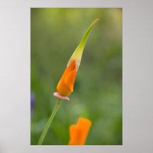 Orange Kalifornien-Mohnblumen-Knospe Plakatdruck