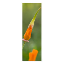 Orange Kalifornien-Mohnblumen-Knospe Visitenkarte