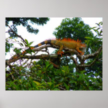 Orange Leguan Plakate