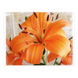 Orange Lilien: Blumen: Postkarte