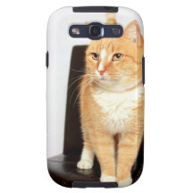Orange Miezekatze
