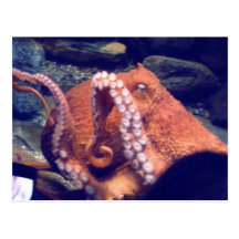 Orange Octopus Photos Postcards