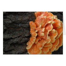 orange Pilze Grußkarten