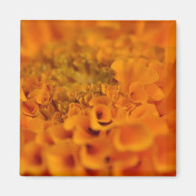 Orange Ringelblumen-Blume Kühlschrankmagnet