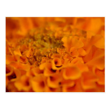 Orange Ringelblumen-Blume Postkarte