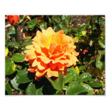 Orange Rose Kunstfoto