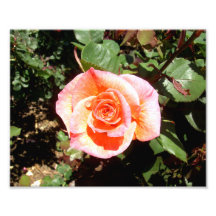 Orange Rose Kunstphotos