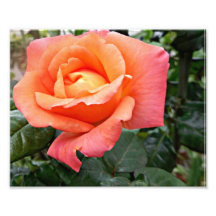 Orange Rose mit grünem Blätter Photographien