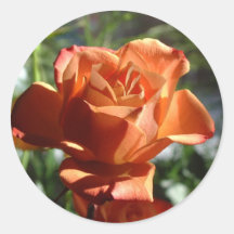Orange Rosen-Aufkleber