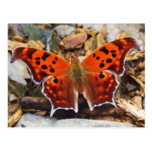 Orange Schmetterling Postkarten