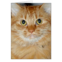 Orange Schutz-Katzen-Gruß/Mitteilungskarten