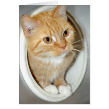 Orange Shorthair Katzen-Gruß/Mitteilungskarten