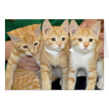 Orange Tabbies/grüßende/Mitteilungskarten Kätzchen