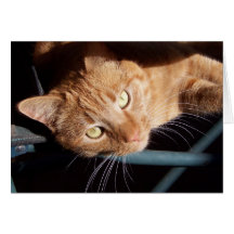 Orange Tabby Karte