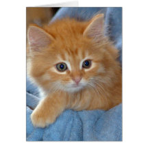 Orange Tabby-Kätzchen-Gruß/Mitteilungskarten
