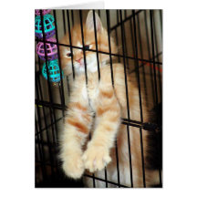 Orange Tabby-Schutz-Kätzchen-Gruß/Mitteilungskarte