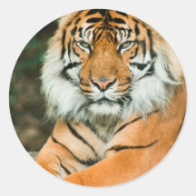 Orange Tiger-Aufkleber