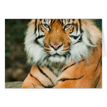 Orange Tiger-Gruß-Karte