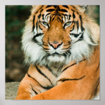 Orange Tiger-Plakat-Druck