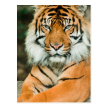 Orange Tiger-Postkarte