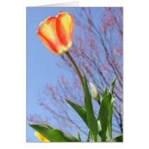 Orange und gelbe Tulpe Reachs für den Sun karten