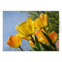 Orange und gelbe Tulpe-Reichweite für den Sun karten