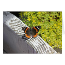 Orange und schwarze Schmetterlings-Karte