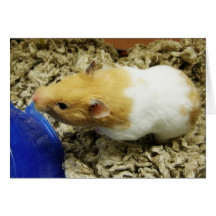 Orange und weißer Hamster-Gruß/Mitteilungskarten