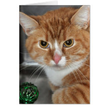 Orange und weißer Tabby-Katzen-Gruß/Mitteilungskar