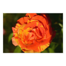 Orangen ` n' Zitronen-Rose Photo Druck