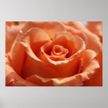 Orangen-Schnitt-Rose auf Leinwand, Druck der Versi Posterdrucke