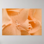 OrangeRose Plakat