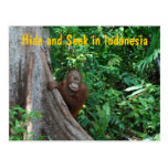 Orangutan Game of Hide and Seek postkarten