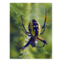 Orb Weaver Spider Photo Postcards