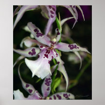 Orchidee Beallara Druck Plakate