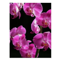 Orchidee blüht Postkarte