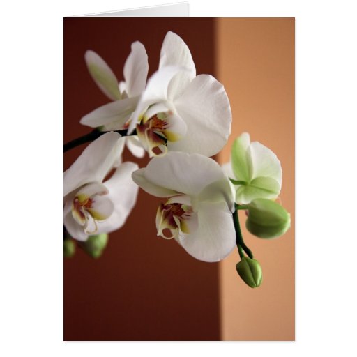 Orchidee Grußkarte