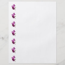 Orchidee Harold Carls Flyerdesign
