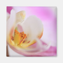 Orchidee Magnete
