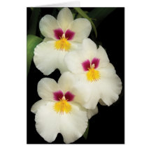 Orchidee - Miltoniopsis - die drei Freunde Karte