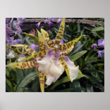 Orchidee Posterdrucke