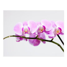 Orchidee Postkarte