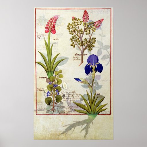 Orchidee u. Fumitory oder Herz-Hedera u. Iris Plakate