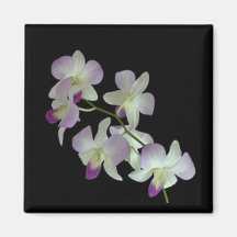 Orchideen auf Schwarzem Magnete