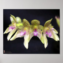 Orchideen-Blume Posterdruck