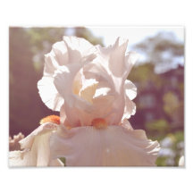 Orchideen-Druck Photodrucke