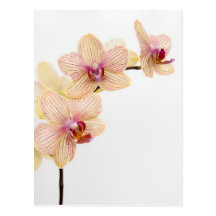 ORCHIDEEN-FREUDE POSTKARTEN