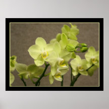 Orchideen-Leinwanddruck Posterdrucke