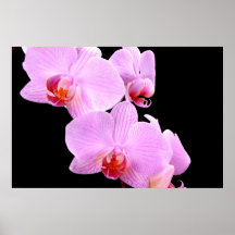 Orchideen-Liebe Posterdrucke